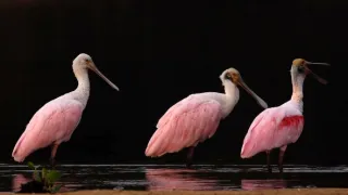 Pantanal - brazilský přírodní zázrak