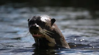 Pantanal - brazilský přírodní zázrak