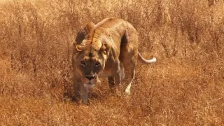 Africká savana