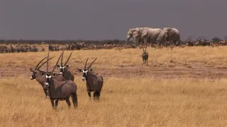 Africká savana