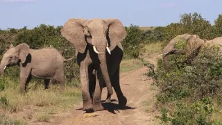 Africká savana