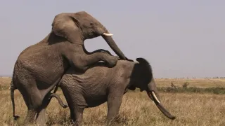 Africká savana