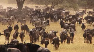 Africká savana