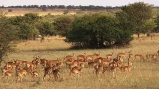 Africká savana