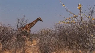 Africká savana