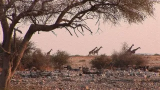 Africká savana