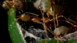 Nejdokonalejší tvorové v umění přežít (2/5)