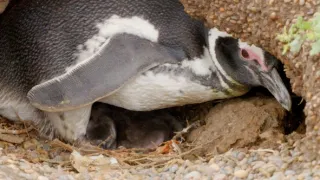 Nejdokonalejší tvorové v umění přežít (2/5)