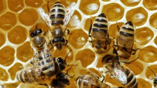 Nejdokonalejší tvorové v umění přežít (2/5)