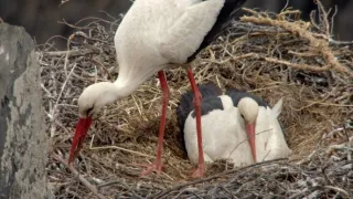 Nejdokonalejší tvorové v umění přežít (2/5)