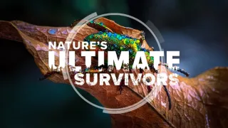 Nejdokonalejší tvorové v umění přežít (2/5)