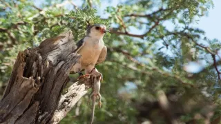Zázračná planéta: Svojrázne správanie zvierat (2/3)