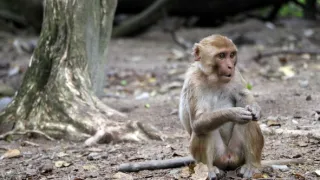 Zázračná planéta: Svojrázne správanie zvierat (2/3)