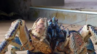 Zázračná planéta: Svojrázne správanie zvierat (2/3)