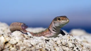 Zázračná planéta: Svojrázne správanie zvierat (2/3)