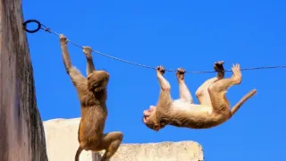 Zázračná planéta: Svojrázne správanie zvierat (2/3)