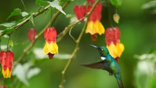 Zázračná planéta: Svojrázne správanie zvierat (2/3)