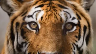 Zázračná planéta: Svojrázne správanie zvierat (2/3)