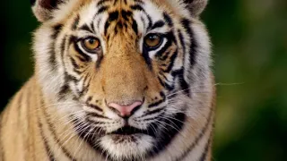 Zázračná planéta: Svojrázne správanie zvierat (2/3)