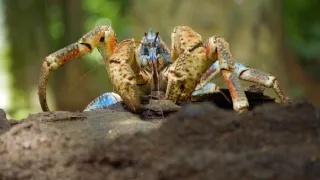 Zázračná planéta: Svojrázne správanie zvierat (2/3)