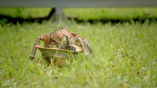 Zázračná planéta: Svojrázne správanie zvierat (2/3)