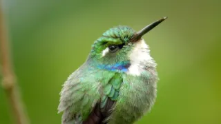 Zázračná planéta: Svojrázne správanie zvierat (2/3)