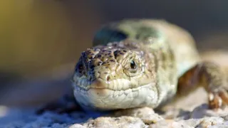 Zázračná planéta: Svojrázne správanie zvierat (2/3)