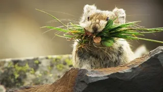 Zázračná planéta: Svojrázne správanie zvierat (2/3)