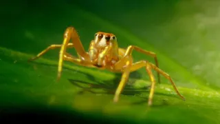 Zázračná planéta: Svojrázne správanie zvierat (2/3)