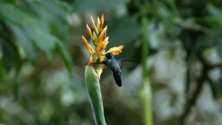 Zázračná planéta: Svojrázne správanie zvierat (2/3)