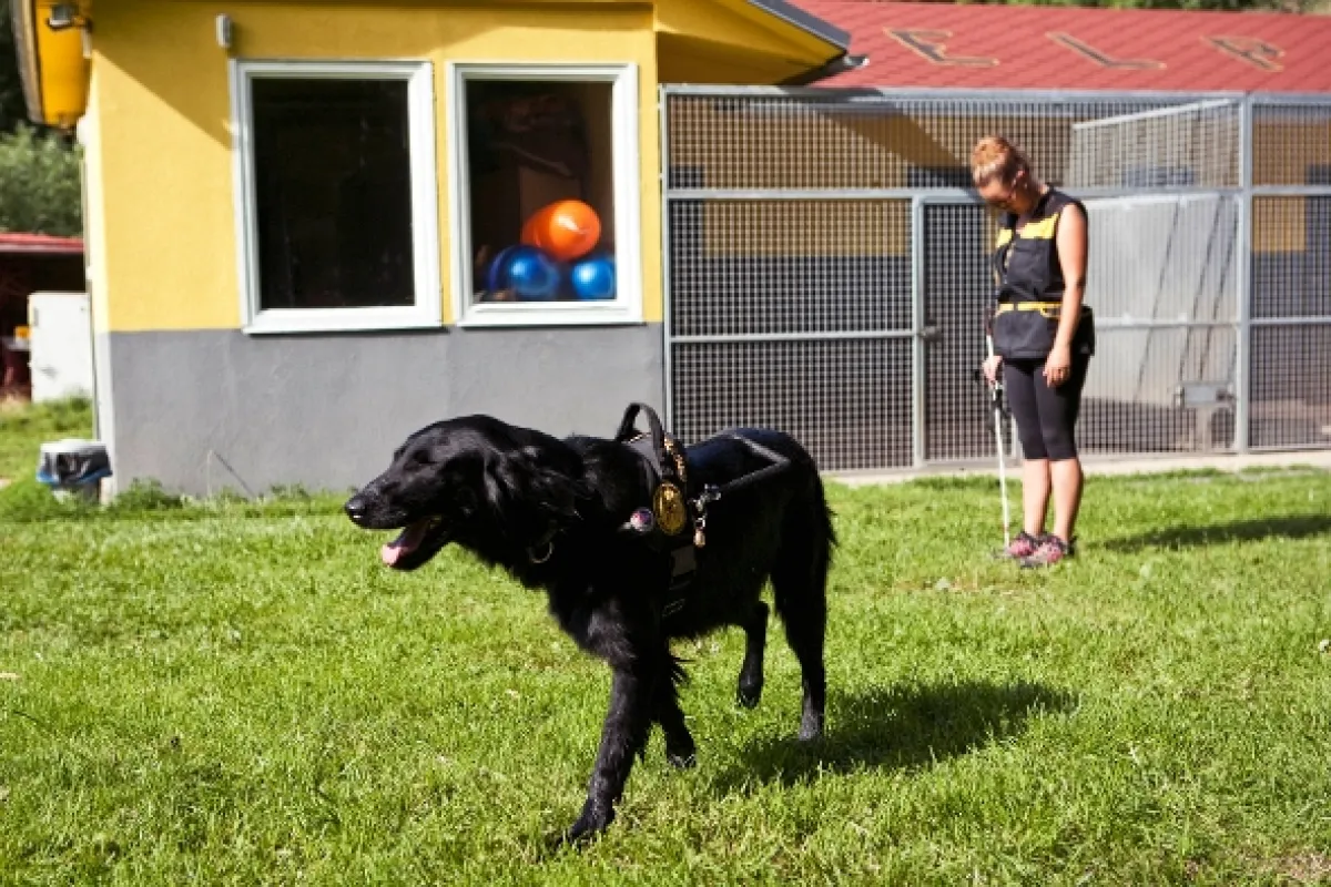Život je pes, 2013 - fotogaléria