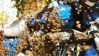 Zázračná planéta: Záhady zvieracích zhromaždení