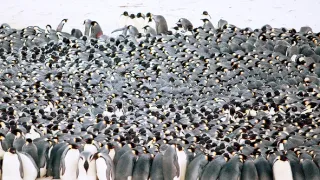 Zázračná planéta: Záhady zvieracích zhromaždení