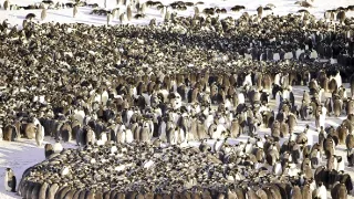 Zázračná planéta: Záhady zvieracích zhromaždení