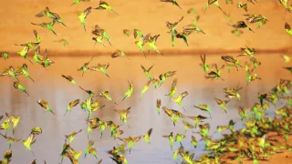 Zázračná planéta: Záhady zvieracích zhromaždení