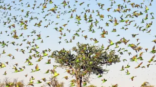 Zázračná planéta: Záhady zvieracích zhromaždení