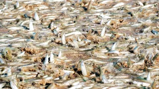 Zázračná planéta: Záhady zvieracích zhromaždení