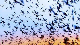 Zázračná planéta: Záhady zvieracích zhromaždení