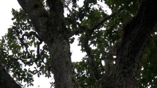 Kořeny života (1/3)