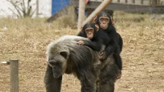 Útulek pro záchranu šimpanzů Jane Goodallové (1/6)