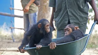 Útulek pro záchranu šimpanzů Jane Goodallové (1/6)