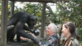 Útulek pro záchranu šimpanzů Jane Goodallové (1/6)