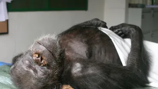 Útulek pro záchranu šimpanzů Jane Goodallové (1/6)