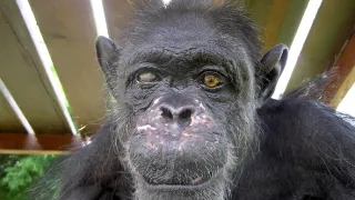 Útulek pro záchranu šimpanzů Jane Goodallové (1/6)