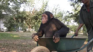 Útulek pro záchranu šimpanzů Jane Goodallové (1/6)