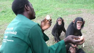 Útulek pro záchranu šimpanzů Jane Goodallové (1/6)