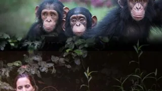 Útulek pro záchranu šimpanzů Jane Goodallové (1/6)