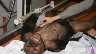 Útulek pro záchranu šimpanzů Jane Goodallové (1/6)