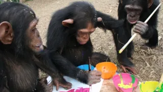 Útulek pro záchranu šimpanzů Jane Goodallové (1/6)