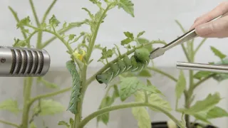 Zvuky prírody (3/3)